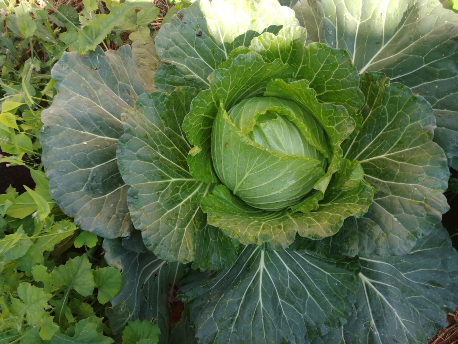 OPPO F5 sample photo. Cabbage, กะหล่ำปลี, ผักสวนครัว photography