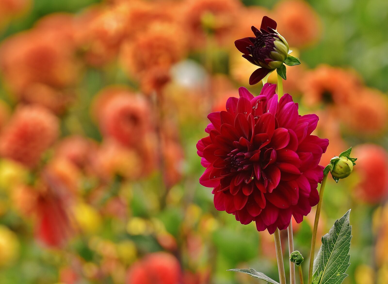 Nikon D7200 sample photo. Dahlia, dahlias, autumn photography