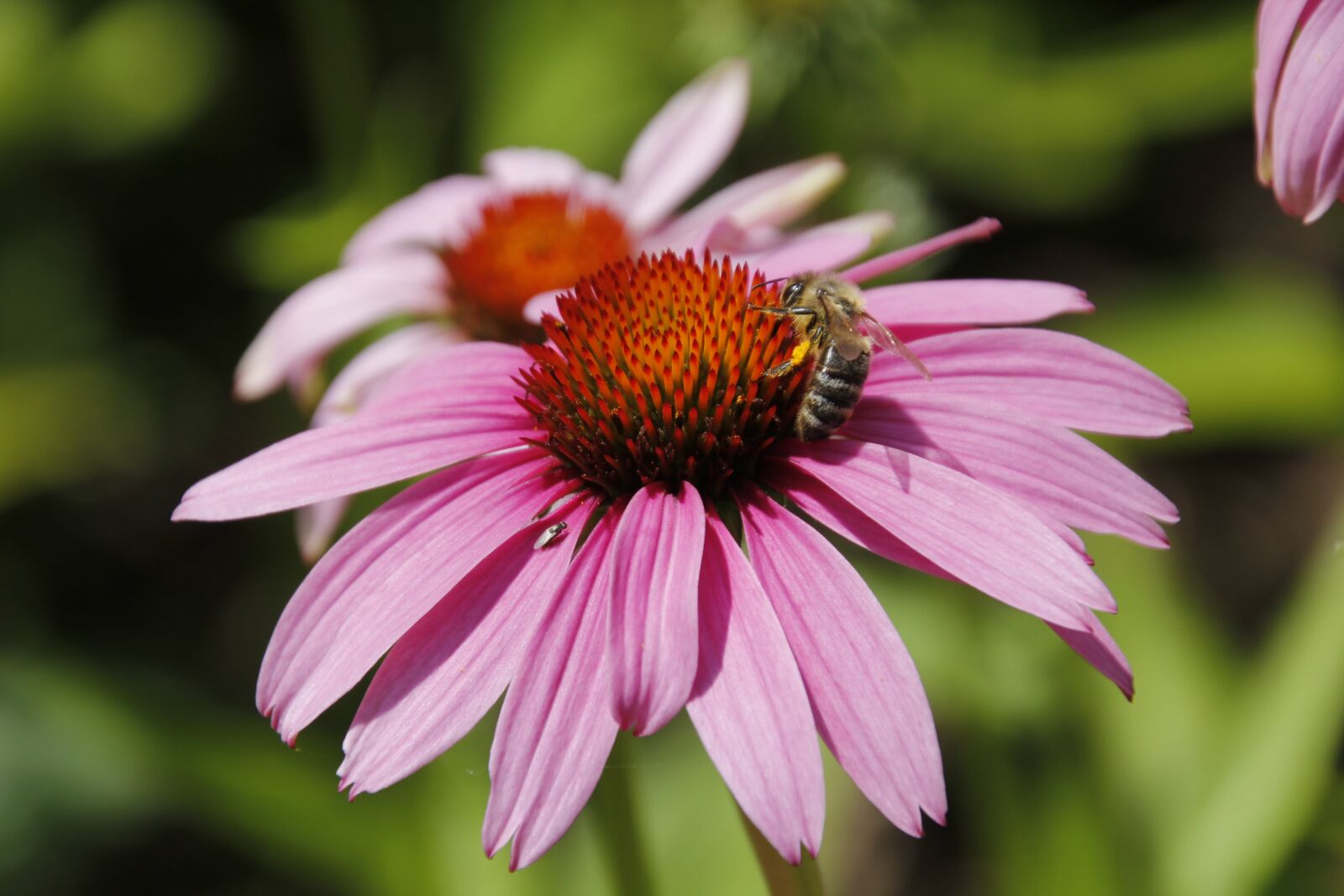 Canon EOS 550D (EOS Rebel T2i / EOS Kiss X4) sample photo. Blossom, bloom, bee photography