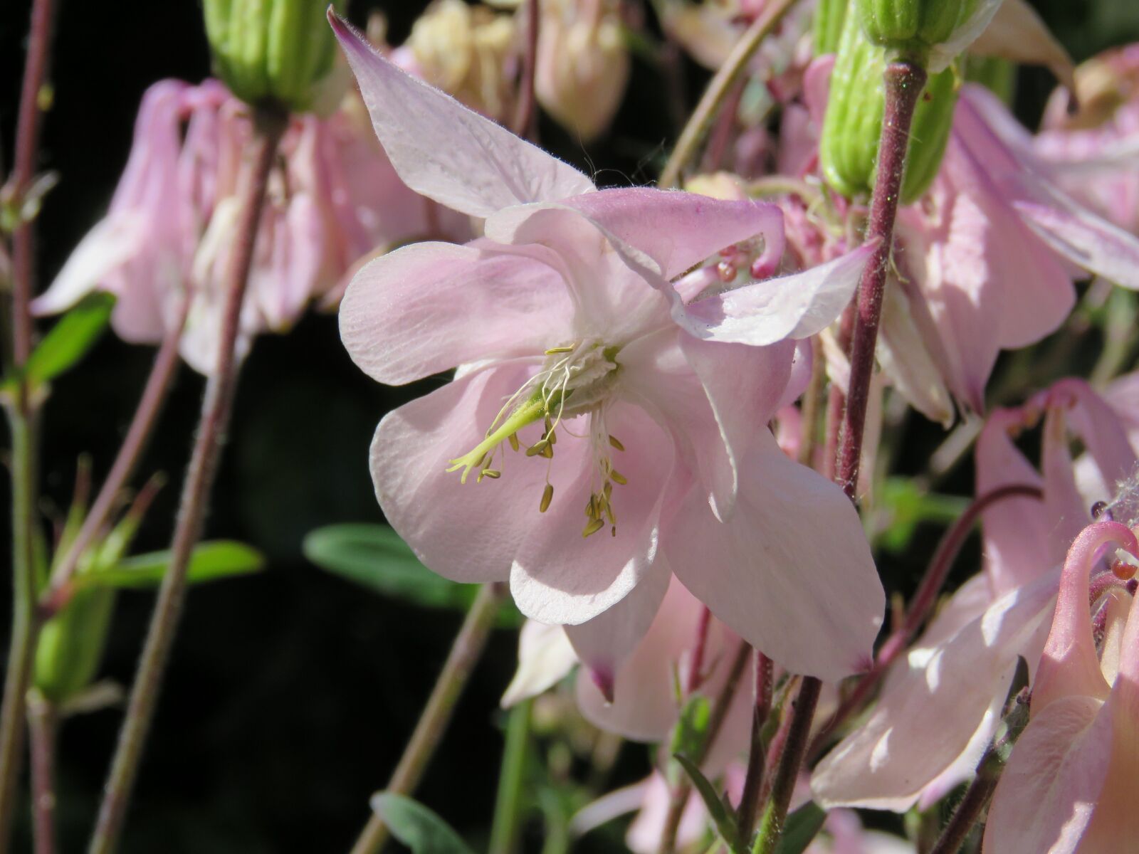 Canon PowerShot SX60 HS sample photo. Akelei, pink, bloom photography