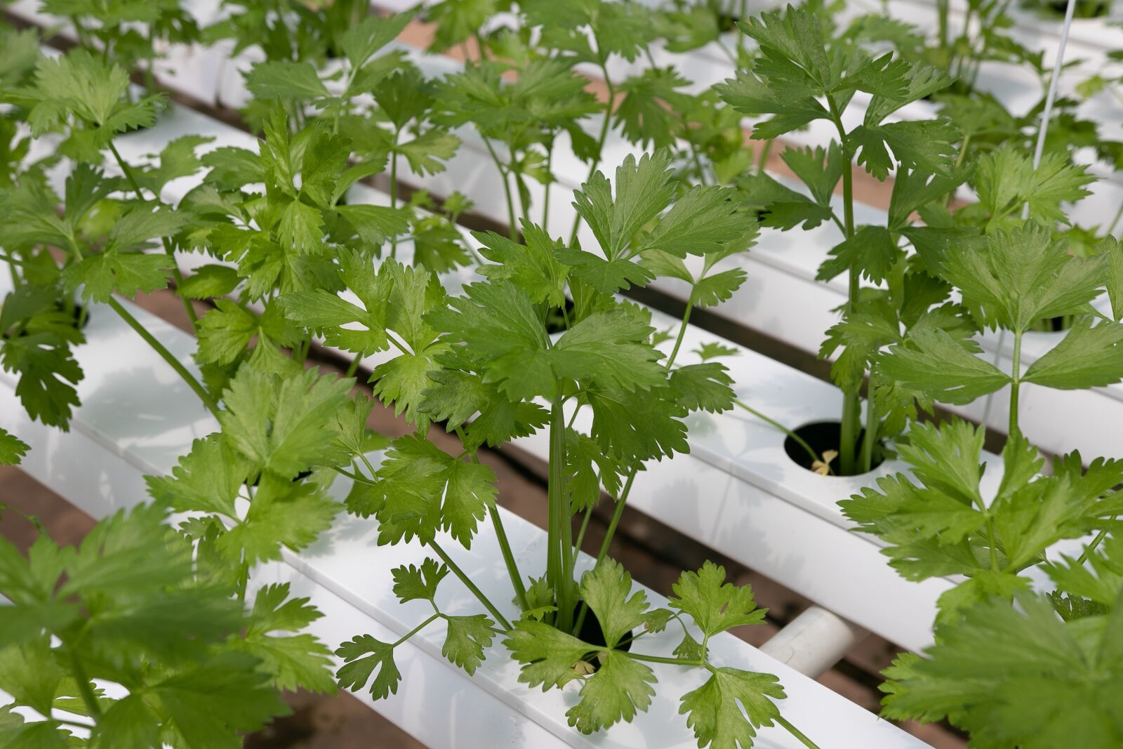 Canon 18-35mm F1.8 DC HSM | Art 013 sample photo. Coriander, hydroponic vegetables, hydroponics photography