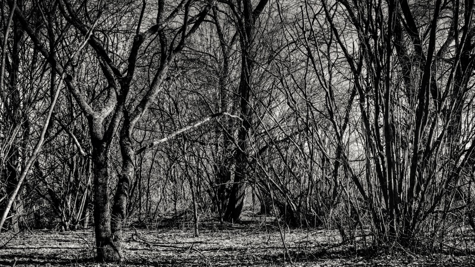 Canon EOS 650D (EOS Rebel T4i / EOS Kiss X6i) sample photo. Background, trees, aesthetic photography