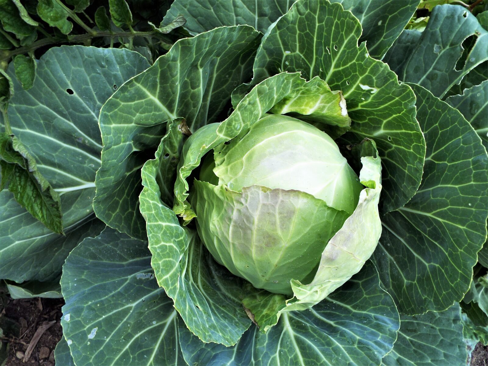 Fujifilm FinePix S9200 S9250 S9150 sample photo. Summer, cabbage, healthy photography