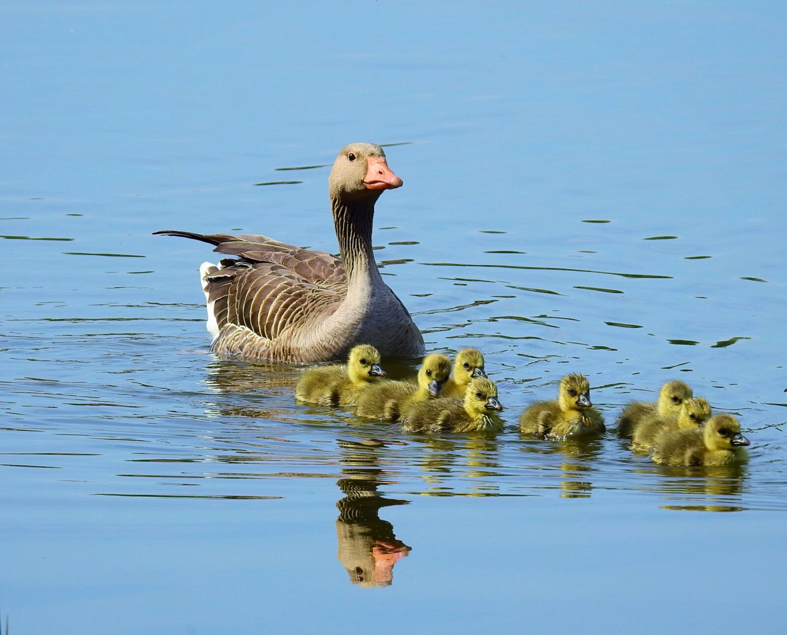 Nikon Coolpix P900 sample photo. Goose, birds, wild birds photography
