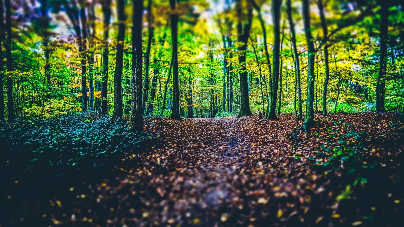 Canon EF-S 17-85mm F4-5.6 IS USM sample photo. Woods, path, forest photography