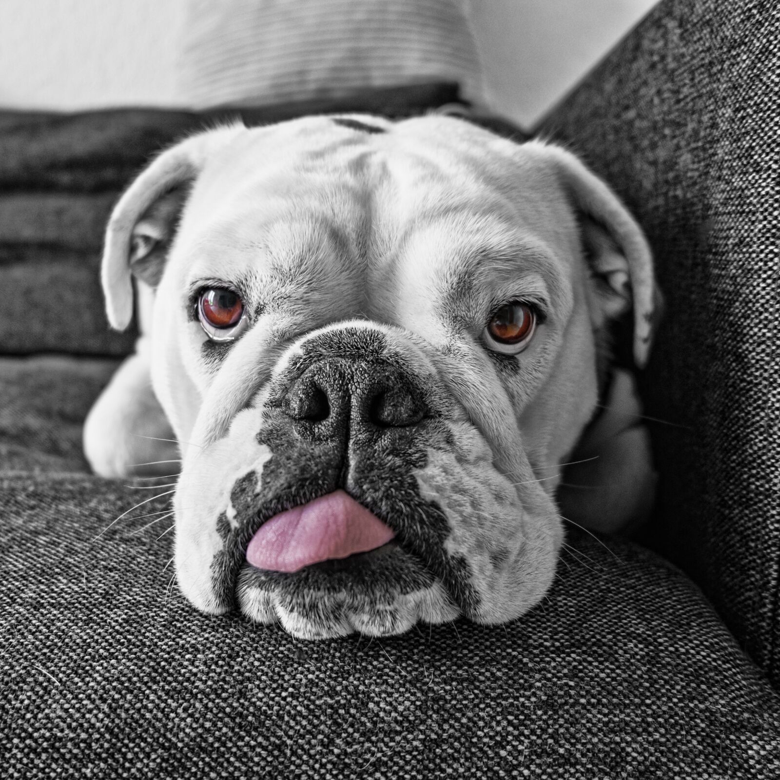 Fujifilm XC 16-50mm F3.5-5.6 OIS II sample photo. Dog, english bulldog, tongue photography