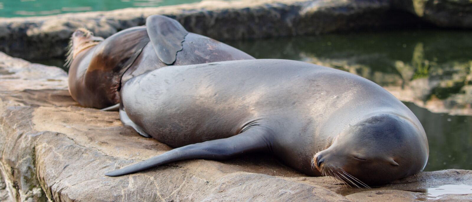 Canon EF 70-300 F4-5.6 IS II USM sample photo. Sea lions, eared seal photography