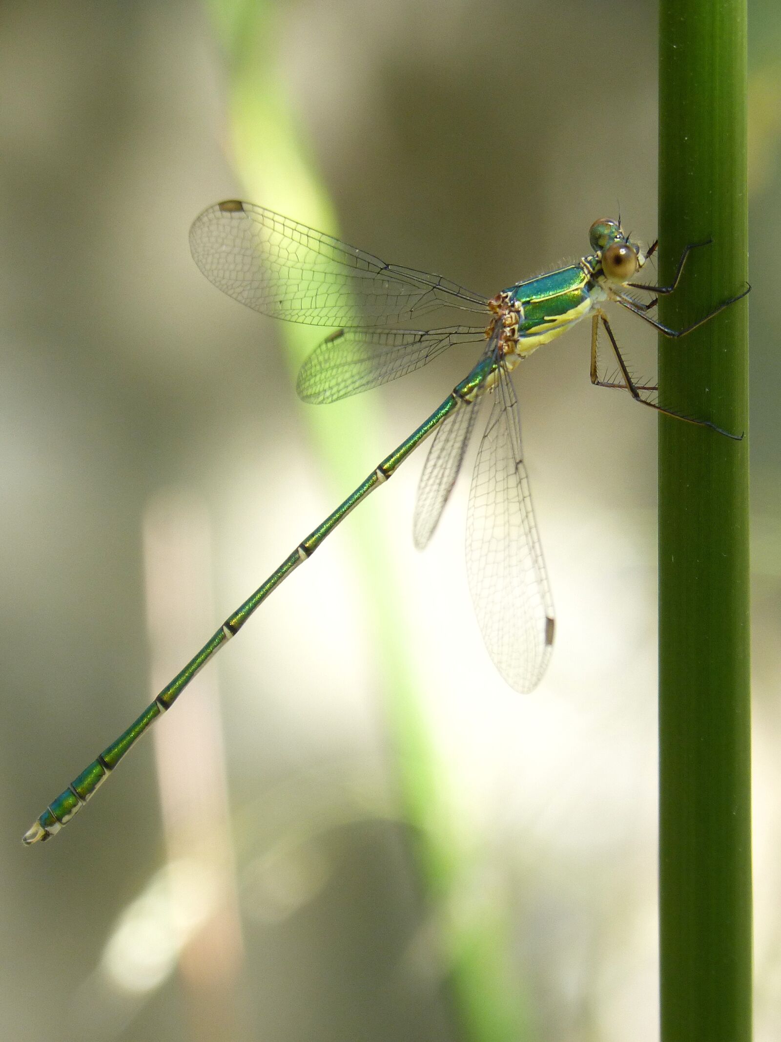Panasonic DMC-FZ62 sample photo. Dragonfly, stem, green dragonfly photography