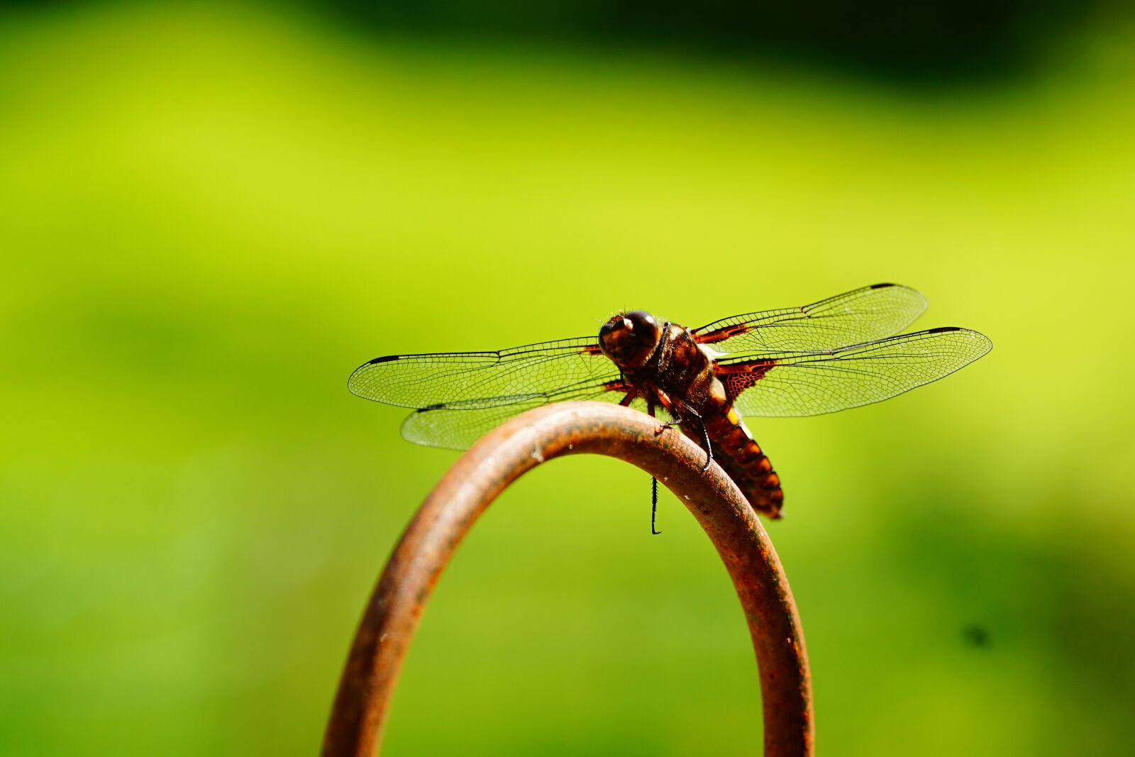 150mm F2.8 sample photo. Dragonfly, wing, close up photography