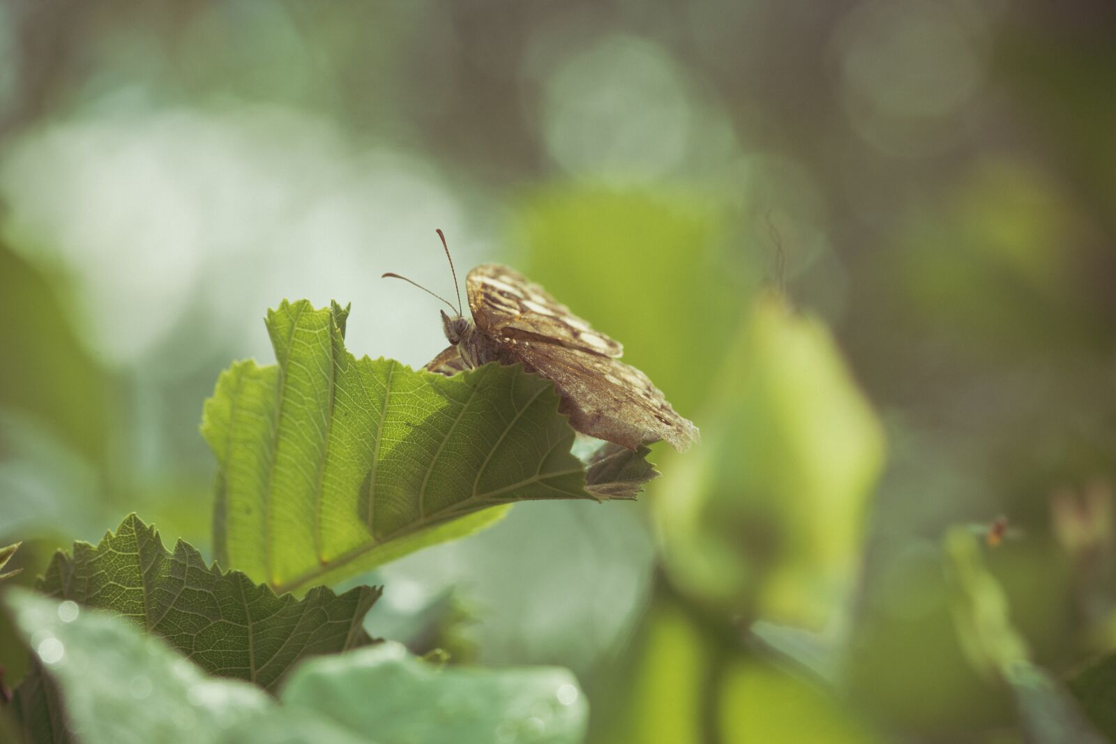 Sony ILCA-77M2 + 105mm F2.8 sample photo. Butterfly, bokeh, bug photography