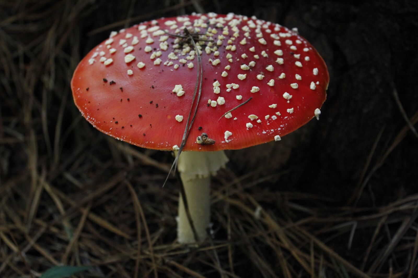 Canon EOS 1200D (EOS Rebel T5 / EOS Kiss X70 / EOS Hi) sample photo. Autumn, boletus, brown, cap photography