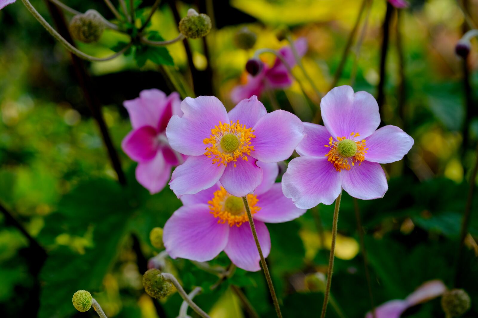 Fujifilm X-T20 sample photo. Anemones, blossom, bloom photography