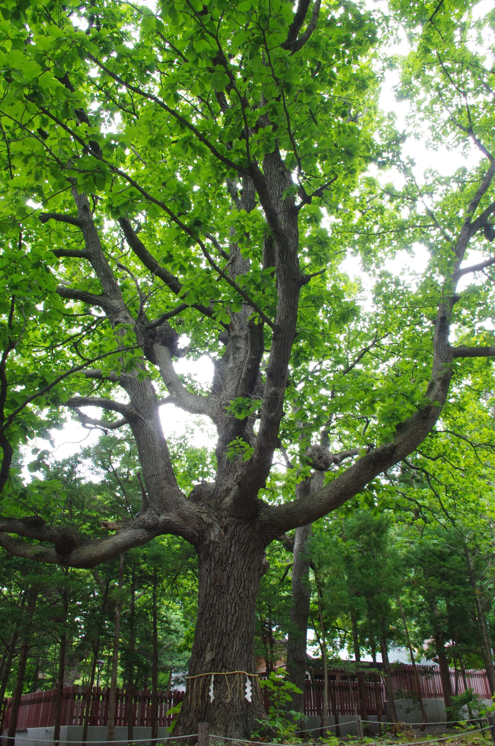 Pentax K-r sample photo. Tree, green, forest photography