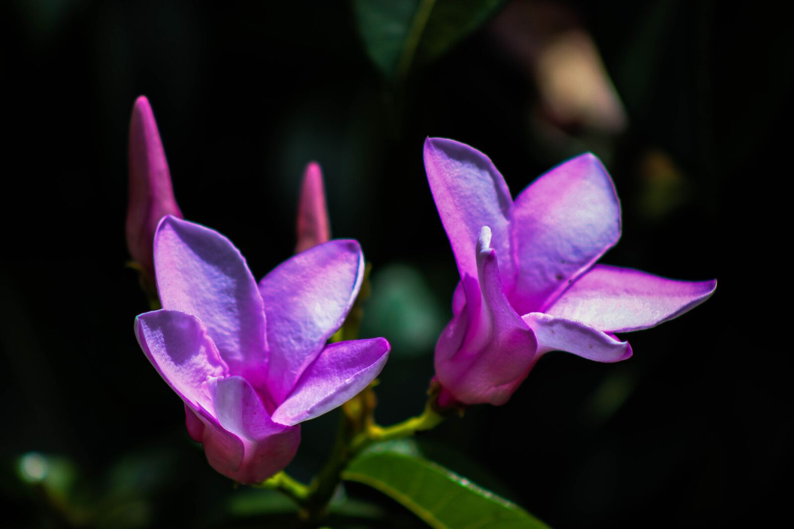 Canon EOS 600D (Rebel EOS T3i / EOS Kiss X5) sample photo. Flower, twin flowers, love photography
