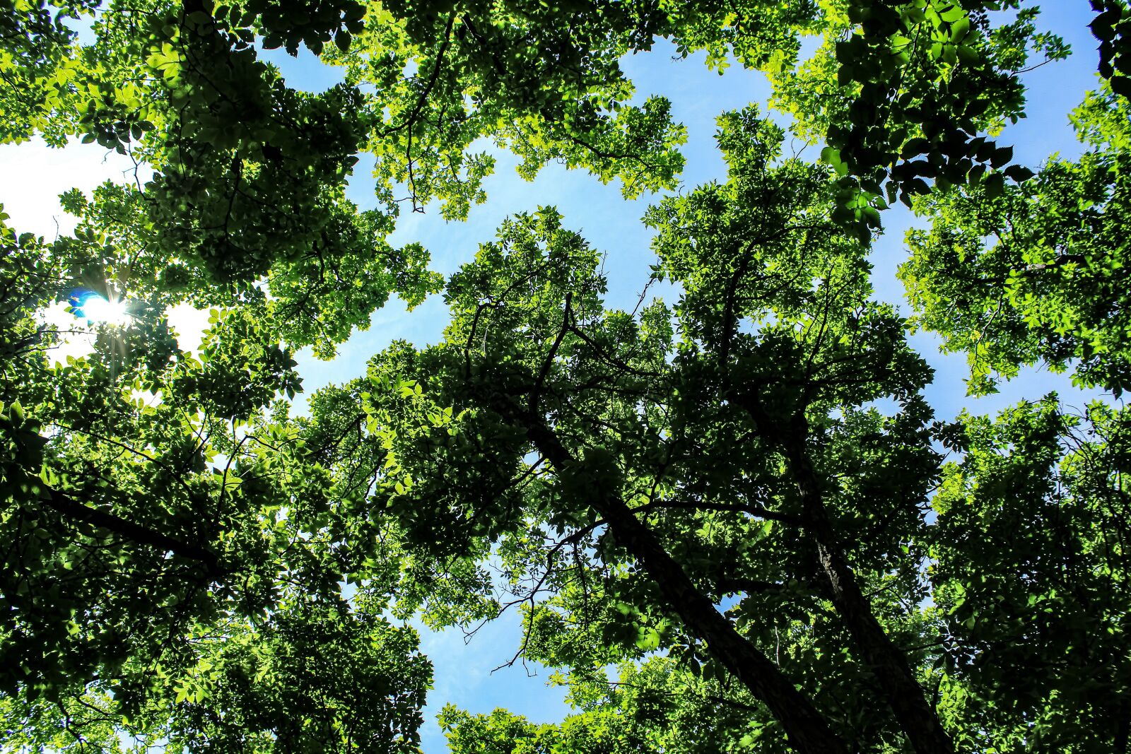 Canon EOS 4000D (EOS Rebel T100 / EOS 3000D) sample photo. Trees, sky, nature photography