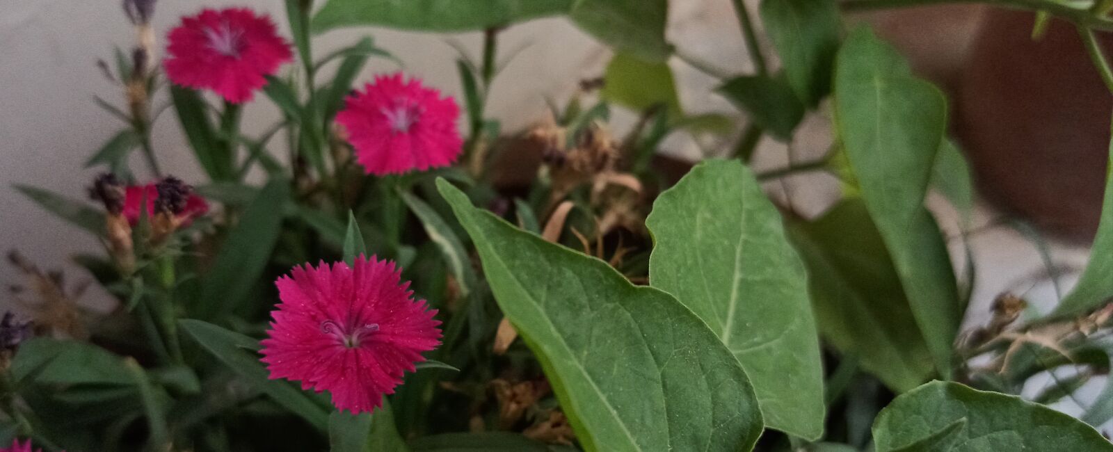Xiaomi Redmi Note 8 Pro sample photo. Flower, nature, red photography