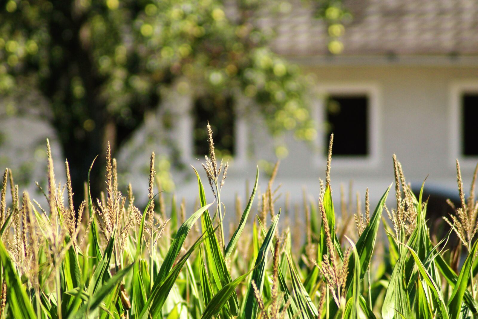 Canon EOS 1300D (EOS Rebel T6 / EOS Kiss X80) sample photo. Farmhouse, land, welcome to photography