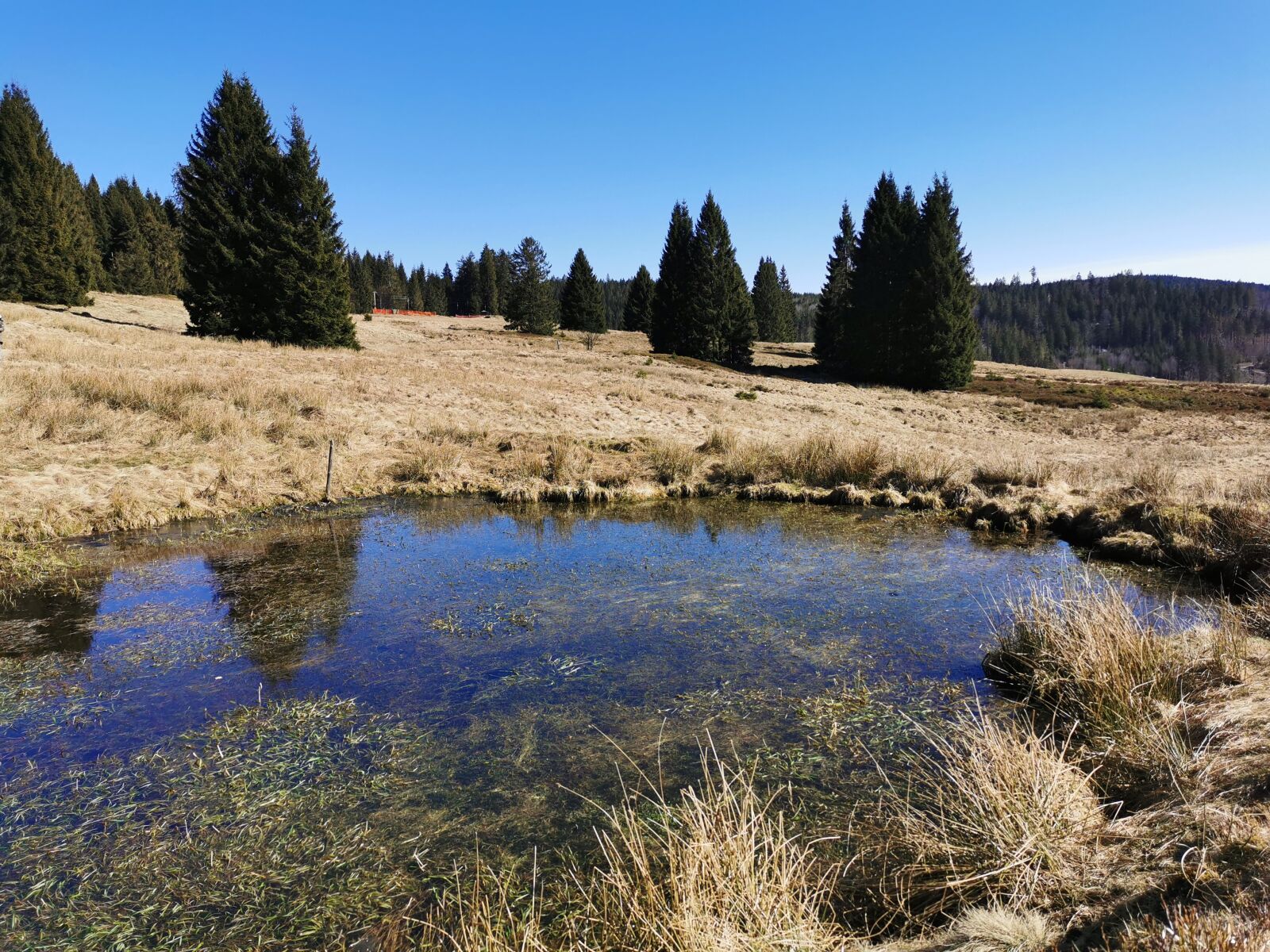 HUAWEI P30 sample photo. Biotope, nature, nature conservation photography