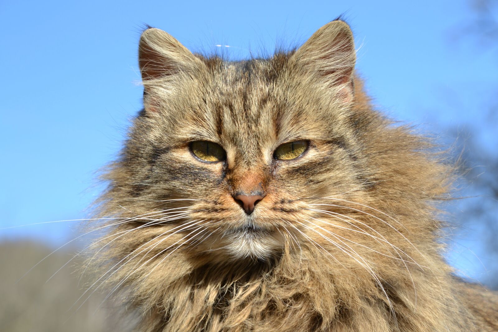 Nikon D3100 sample photo. Cat, mackerel, grey photography