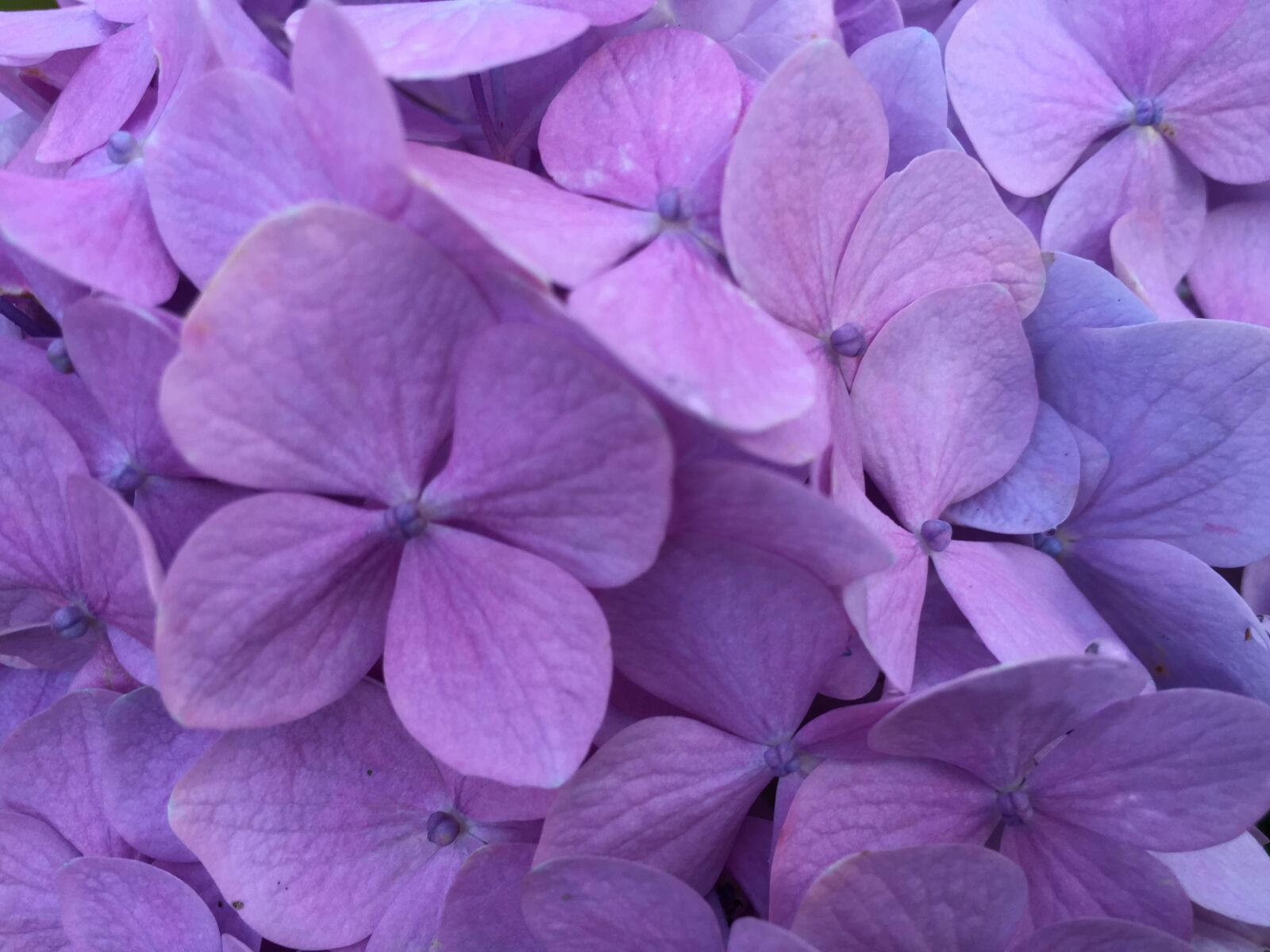 Apple iPhone 6 sample photo. Hydrangea, flower, floral photography