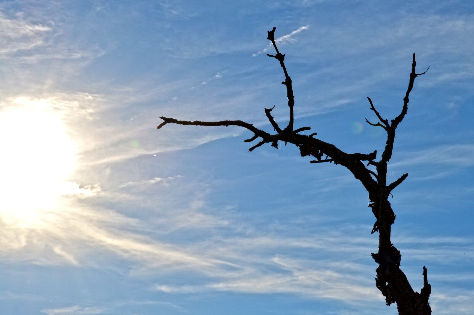 Nikon D3200 sample photo. Tree, sun, backlighting photography