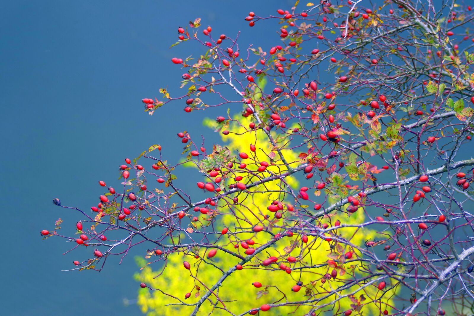 Pentax K-S2 sample photo. Wild rose, bush, autumn photography