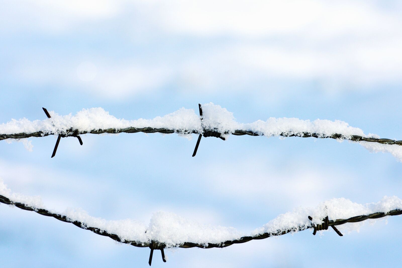 Nikon D5200 sample photo. Barbed wire, wire, metal photography