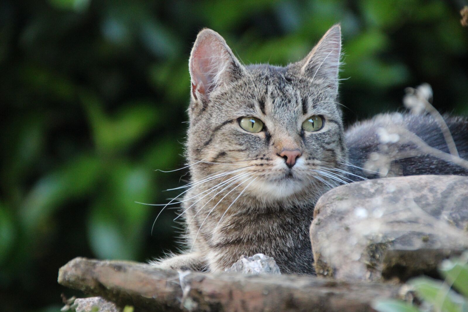 Canon EOS 600D (Rebel EOS T3i / EOS Kiss X5) sample photo. Cat in the garden photography