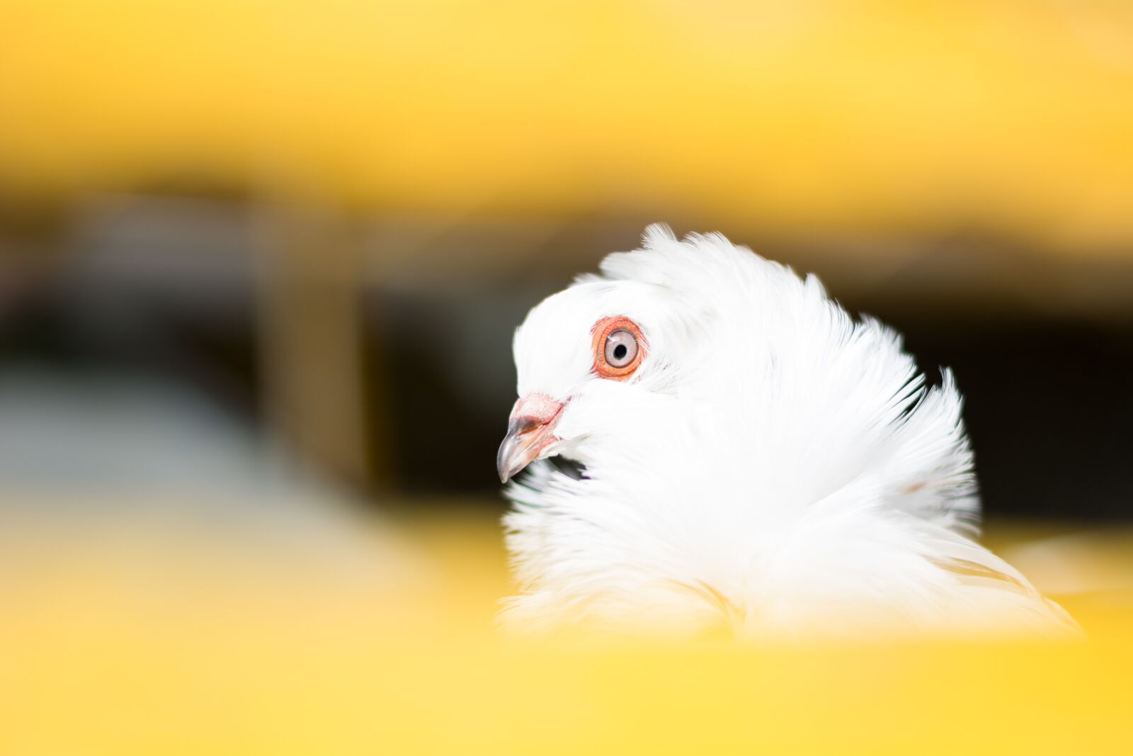 Nikon D5200 sample photo. Birds, bird, nature photography