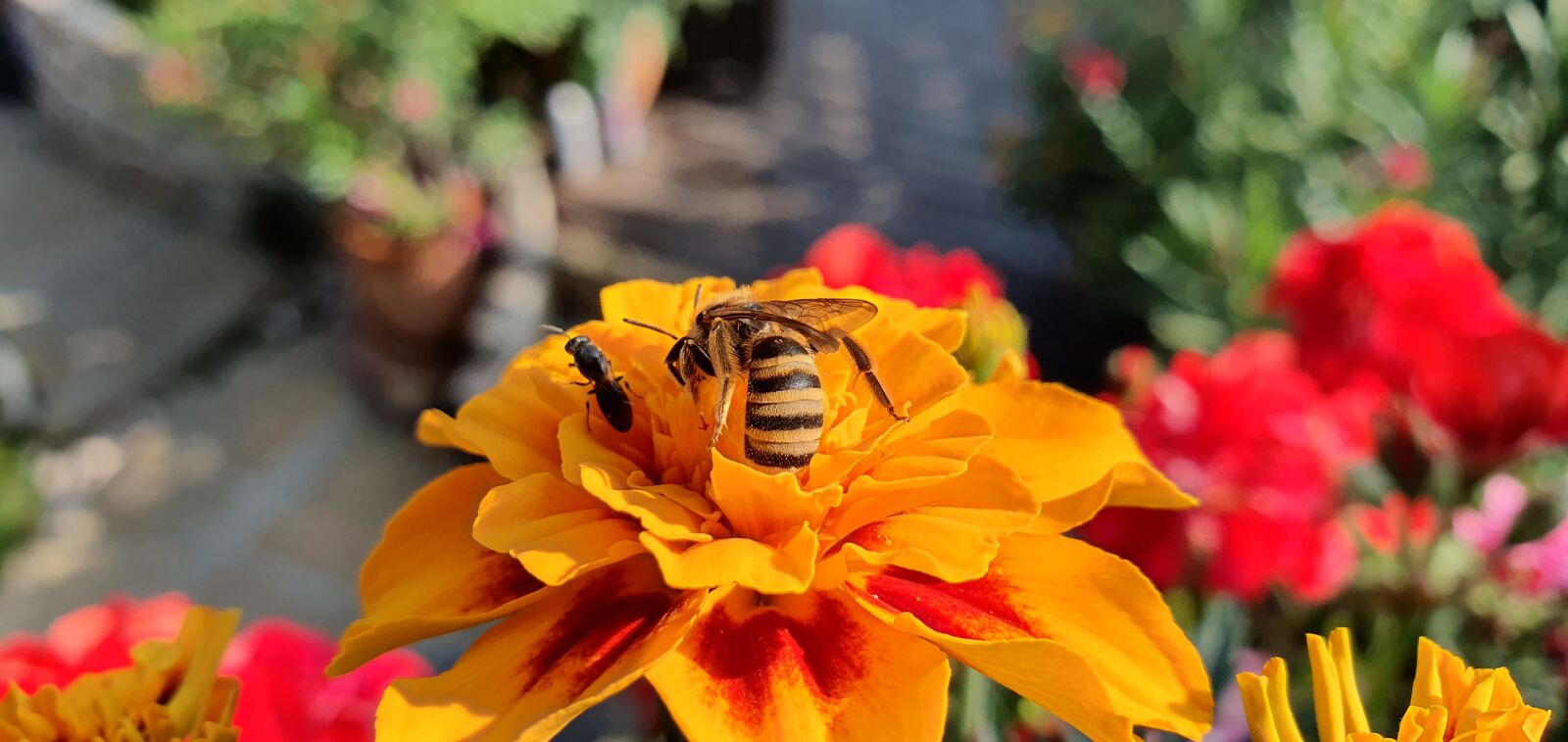 Samsung Galaxy S10 sample photo. Marigold, flowers, bee photography