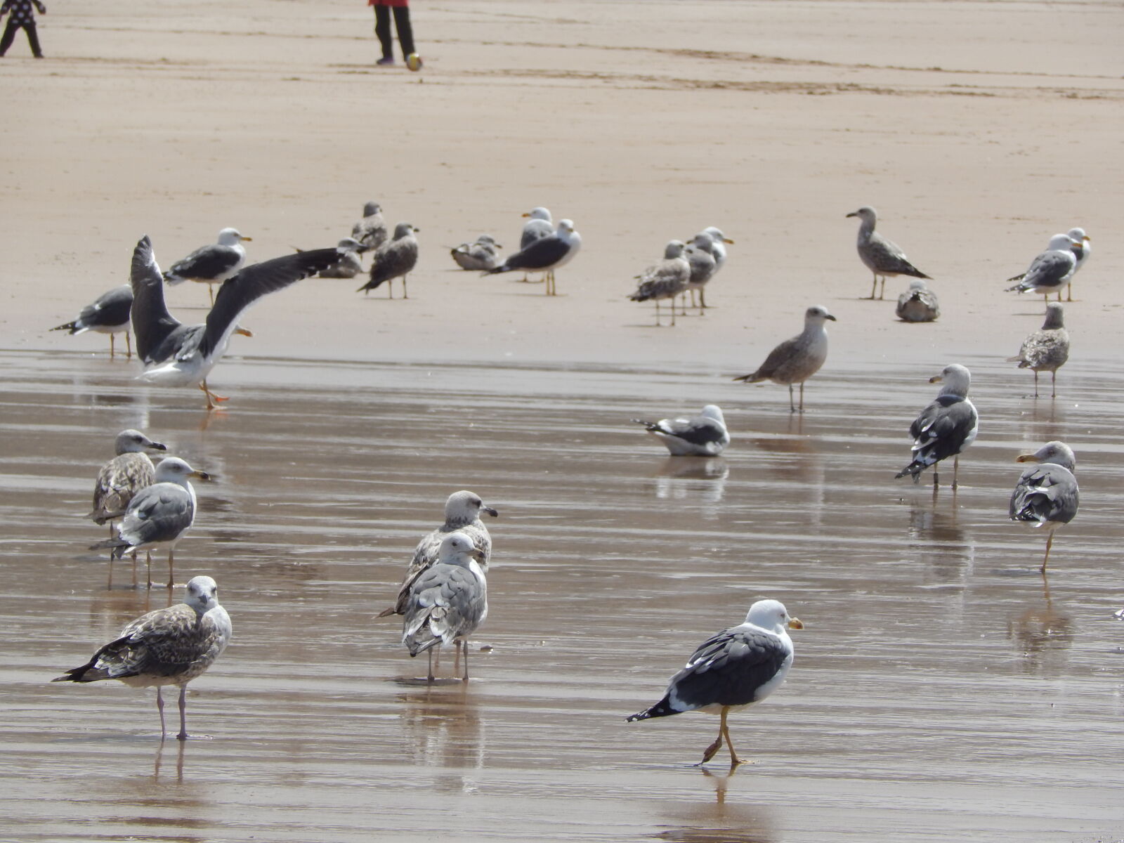 Nikon Coolpix L820 sample photo. Birds, of, paradise, flock photography