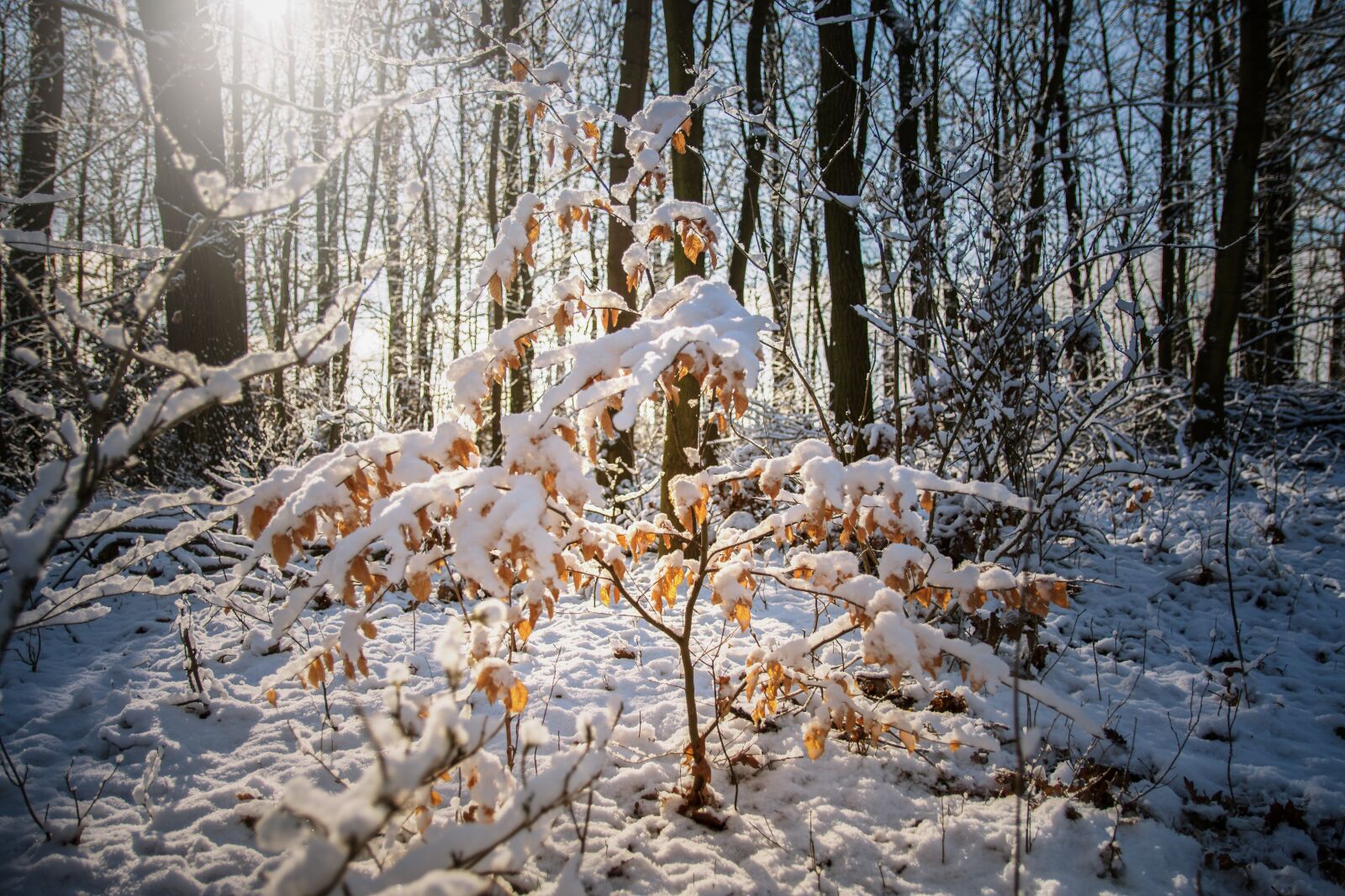 Nikon D7200 sample photo. Snow, tree, winter photography