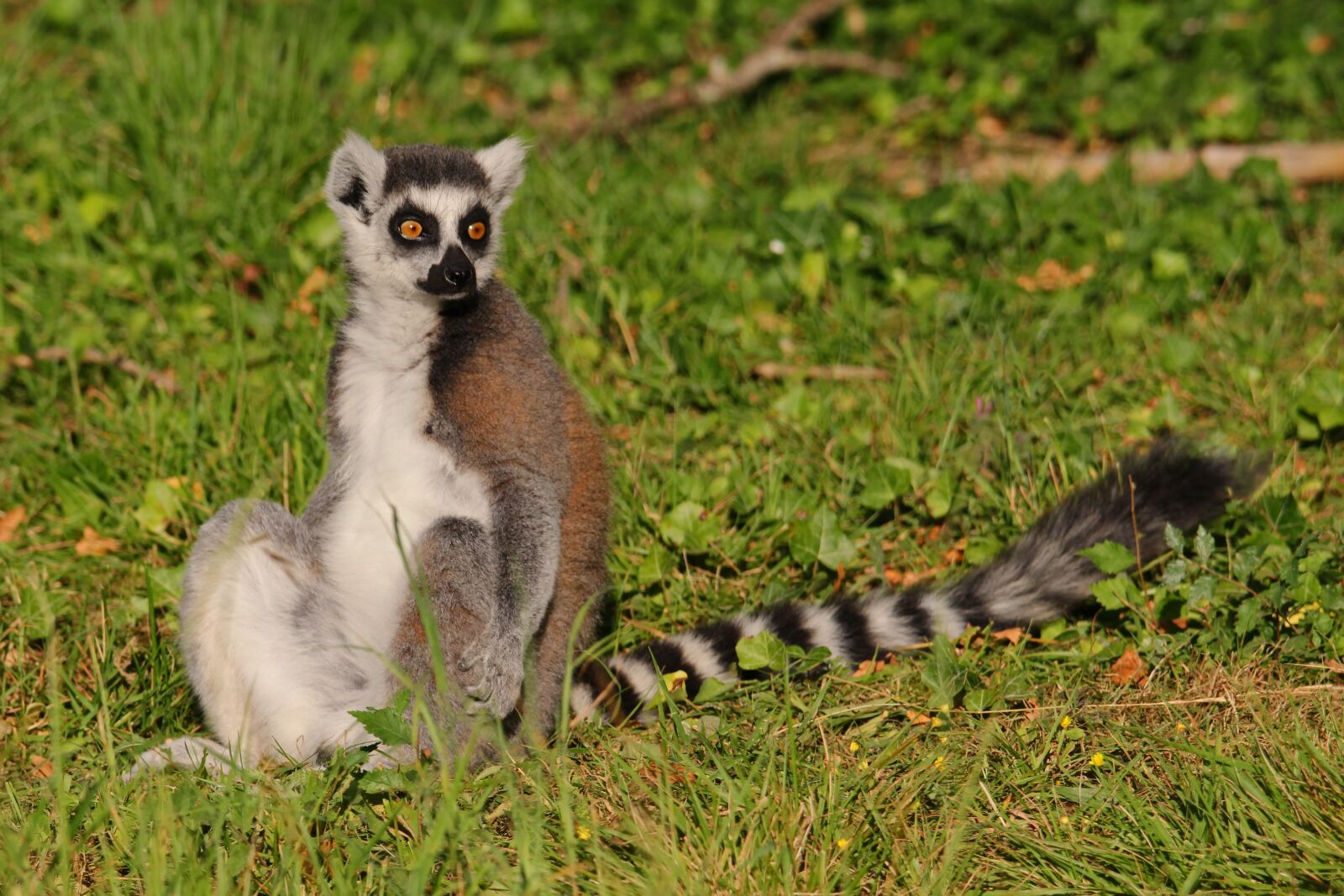 Canon EOS 600D (Rebel EOS T3i / EOS Kiss X5) sample photo. Lemur, park, maki catta photography