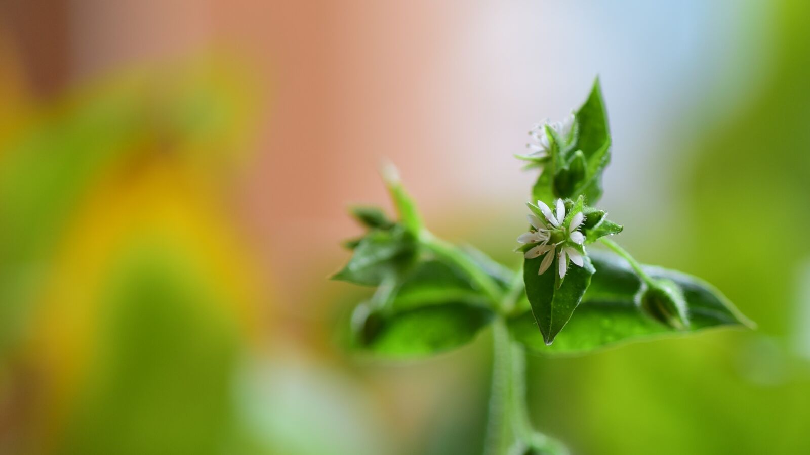 Nikon D750 sample photo. Macro, spring, plant photography