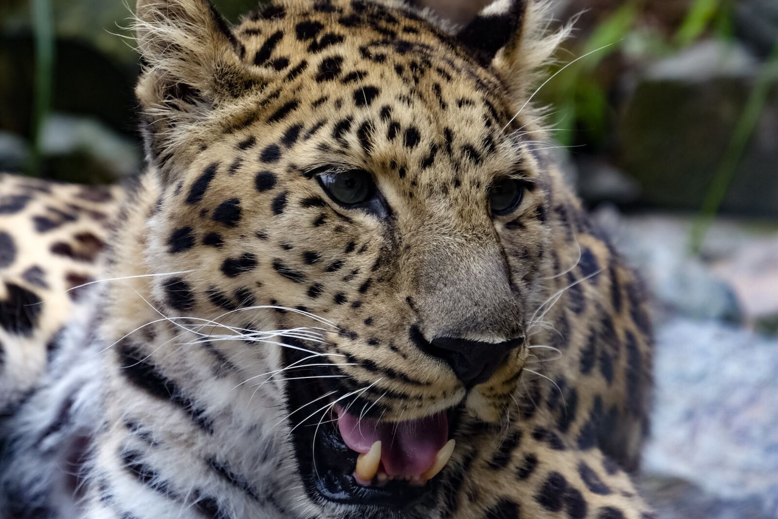 Fujifilm XF 18-135mm F3.5-5.6 R LM OIS WR sample photo. Leopard, colors, nature photography