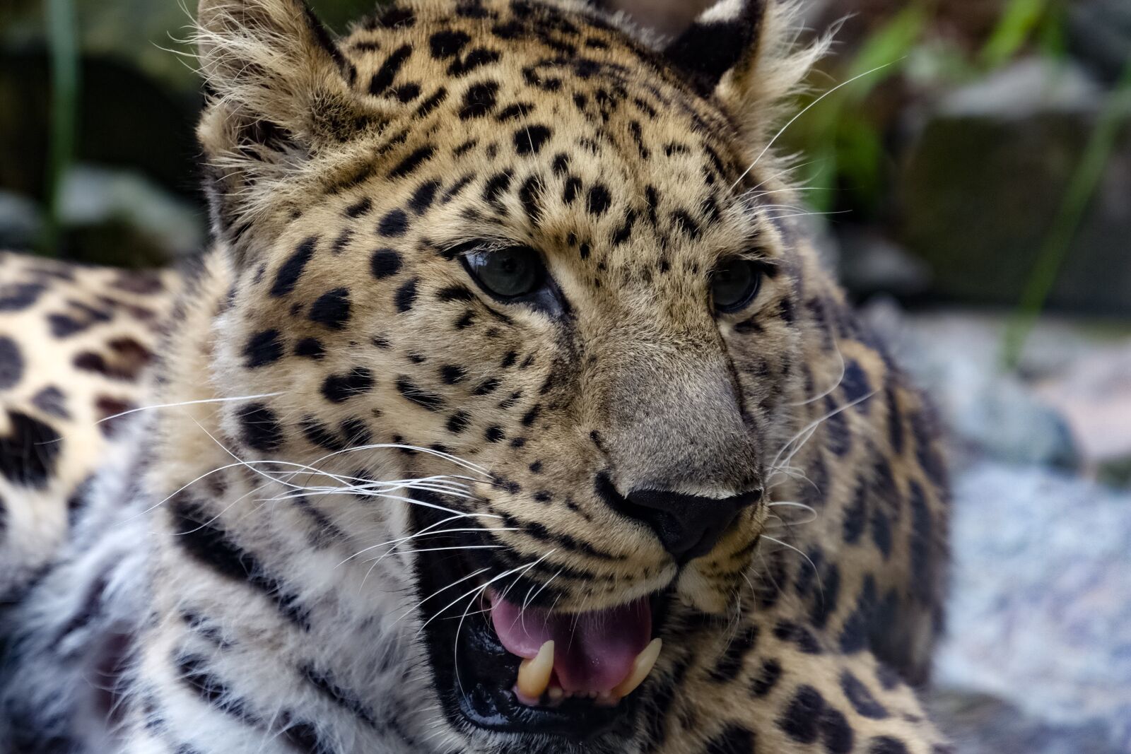 Fujifilm X-T1 sample photo. Leopard, colors, nature photography