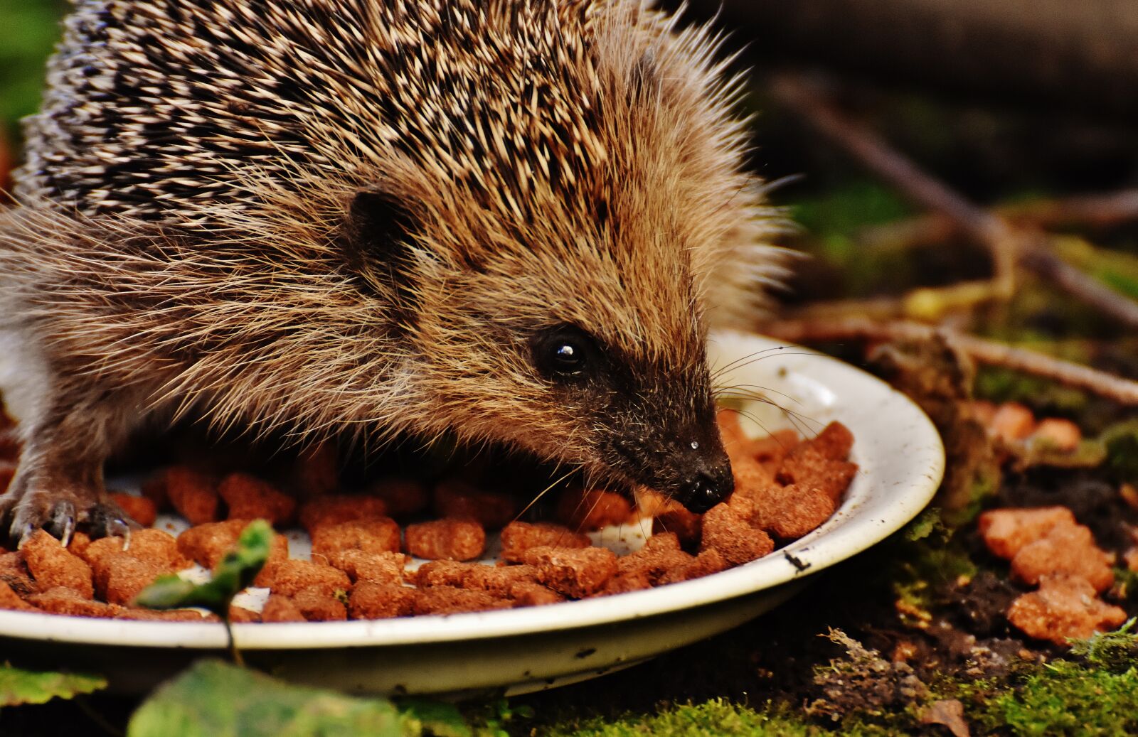Nikon D7200 sample photo. Hedgehog child, young hedgehog photography