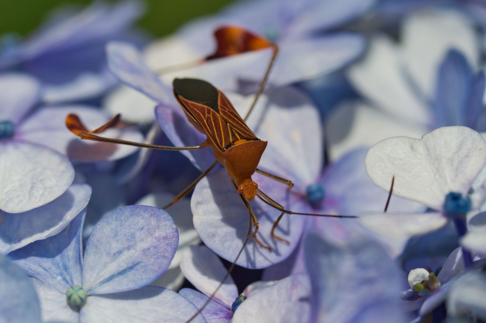 Nikon D3200 sample photo. Insect, fauna, nature photography
