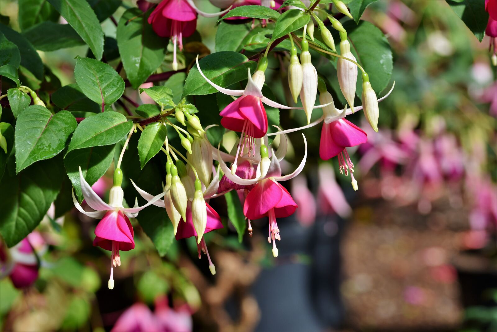 Nikon D7200 sample photo. Fuchsia, crocosmia, schwertliliengewaechs photography