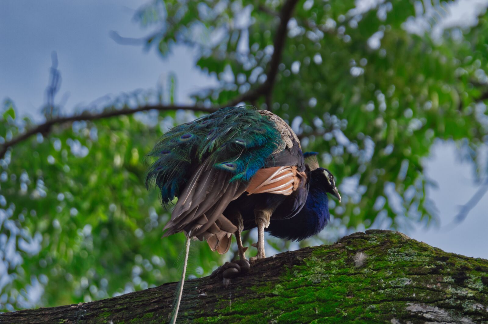 Nikon D3200 sample photo. Costa rica, ave, peacock photography