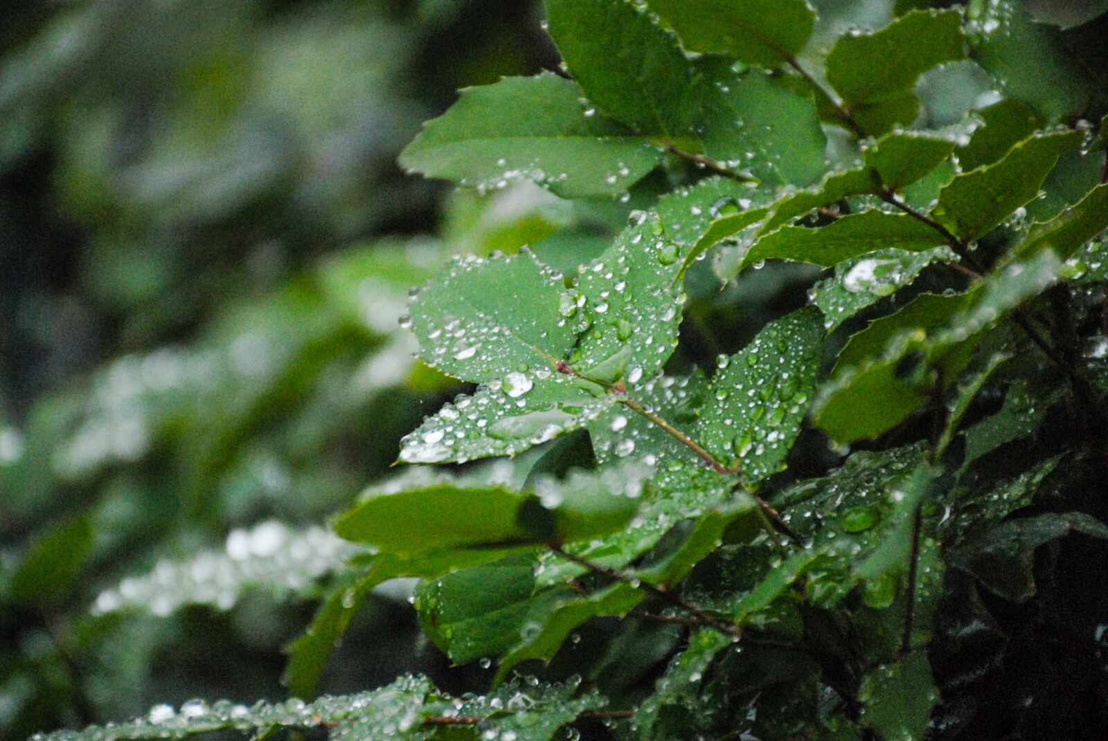 Nikon D200 sample photo. Leaf, nature, leaves photography