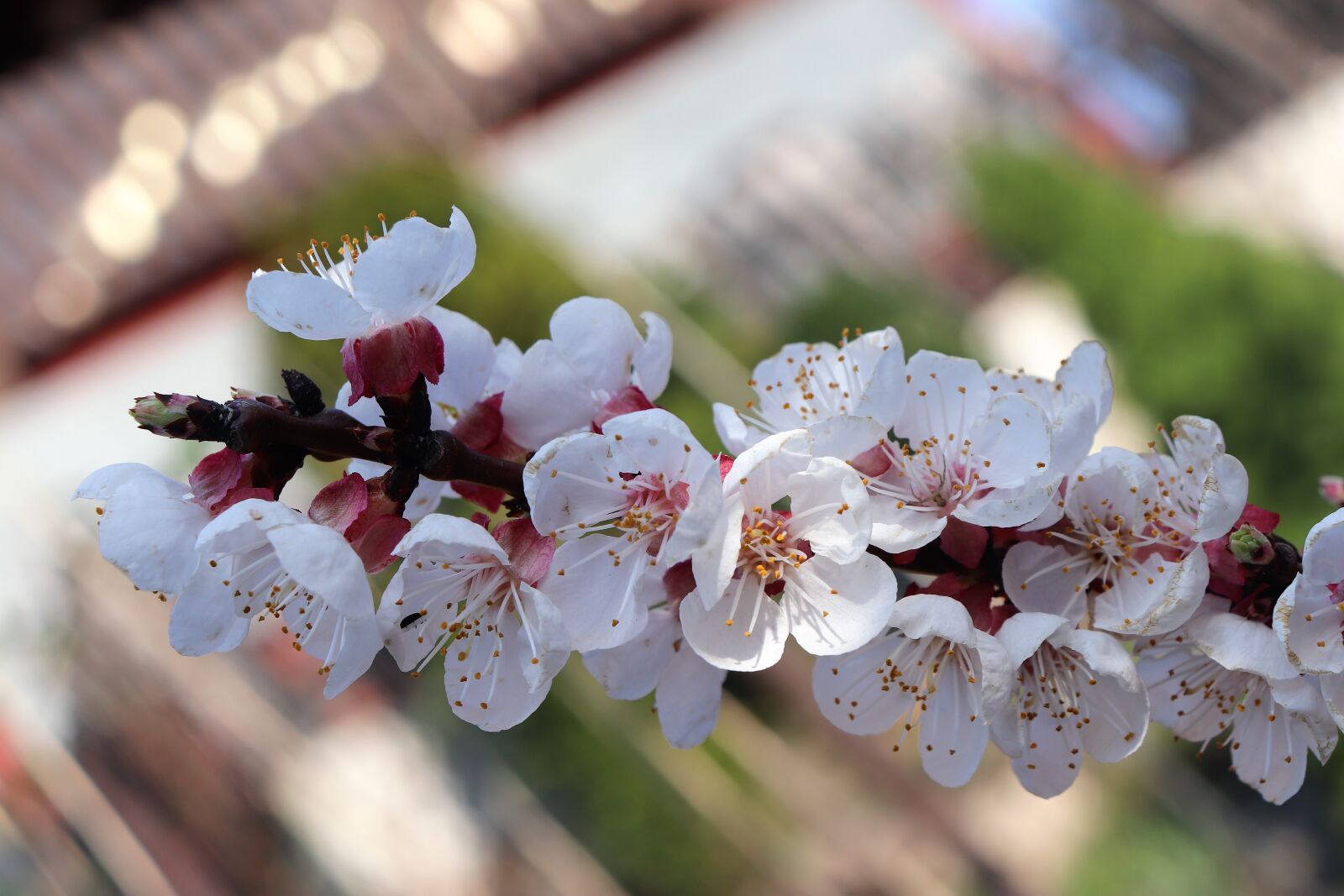Canon EOS 200D (EOS Rebel SL2 / EOS Kiss X9) sample photo. Nature, spring, branch photography