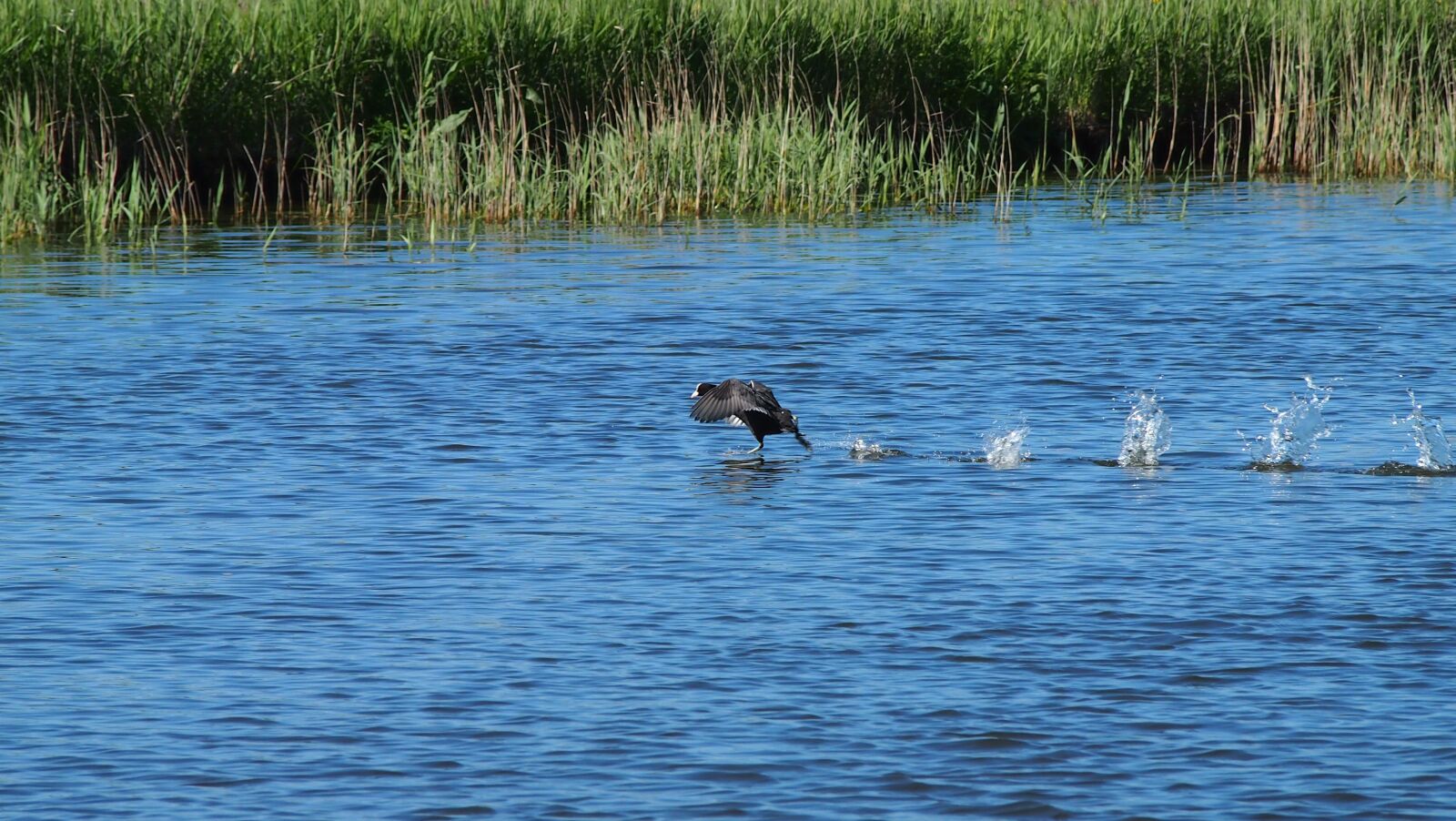 Olympus PEN E-PL3 sample photo. Bird, water, netherlands photography