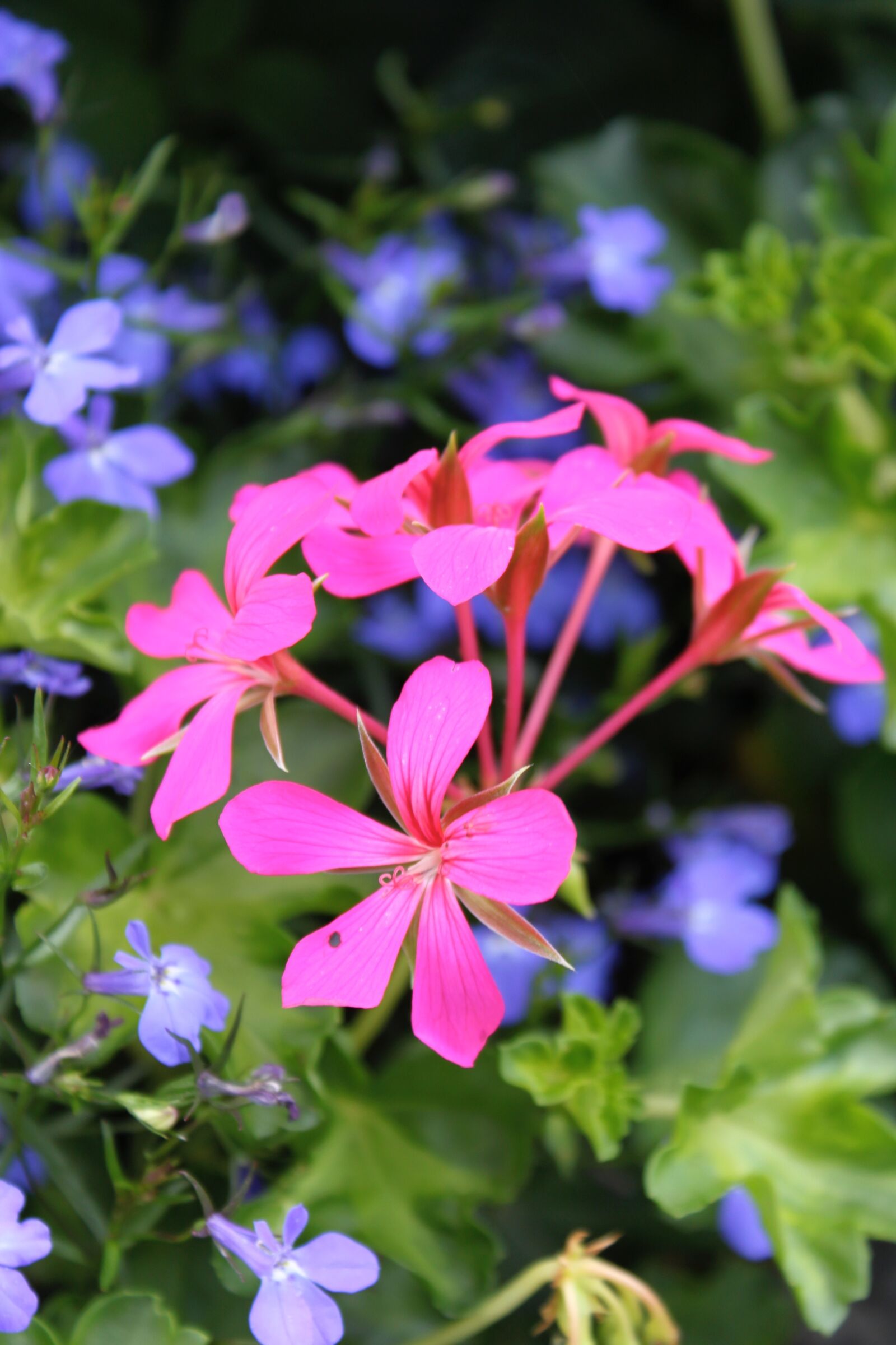 Canon EOS 500D (EOS Rebel T1i / EOS Kiss X3) sample photo. Flowers, wilderness, natural photography