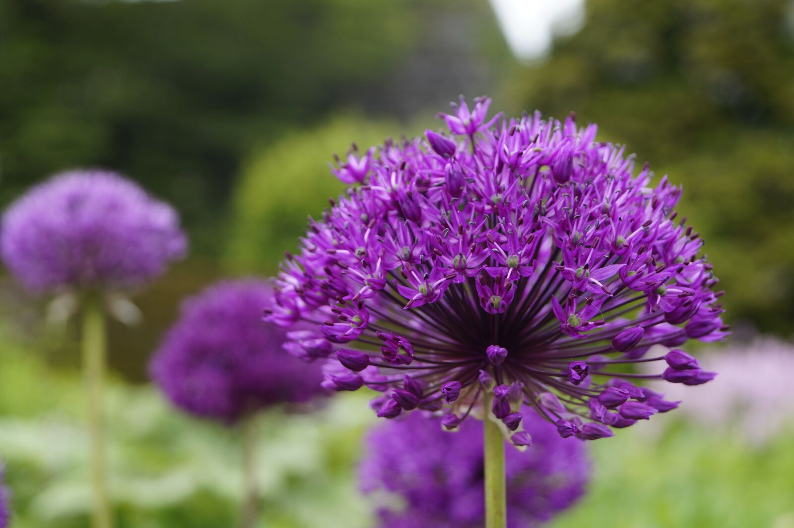 Sony DT 18-55mm F3.5-5.6 SAM II sample photo. Allium, ornamental onion, violet photography