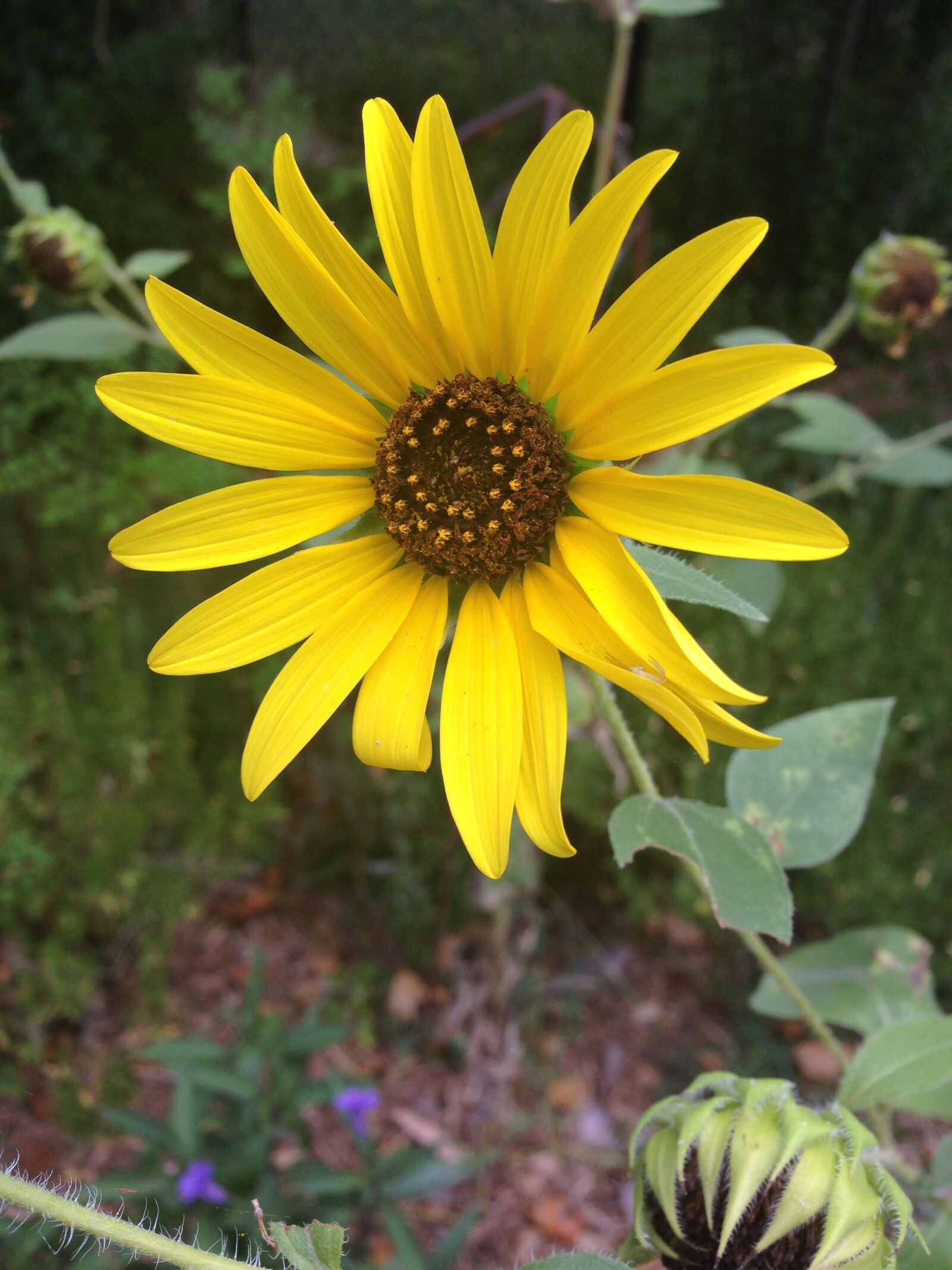 Apple iPhone 5c sample photo. Spring, sunflower, yellow photography