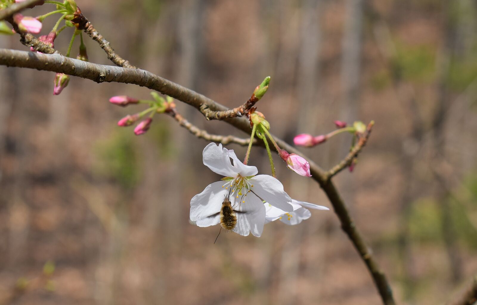 Nikon D3300 sample photo. Wild cherry blossoms with photography