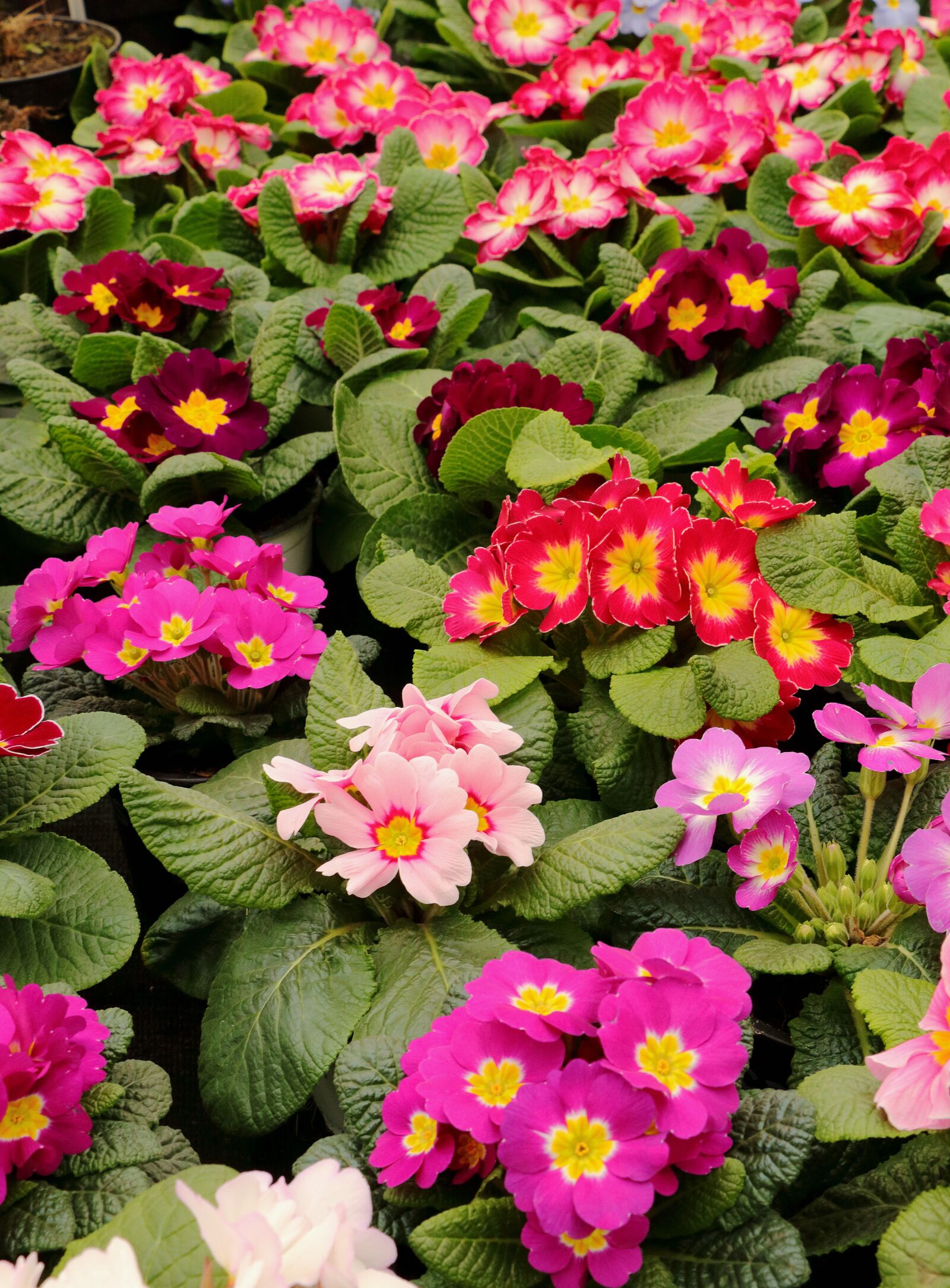 Canon EOS 80D sample photo. Primroses, flowers, spring photography