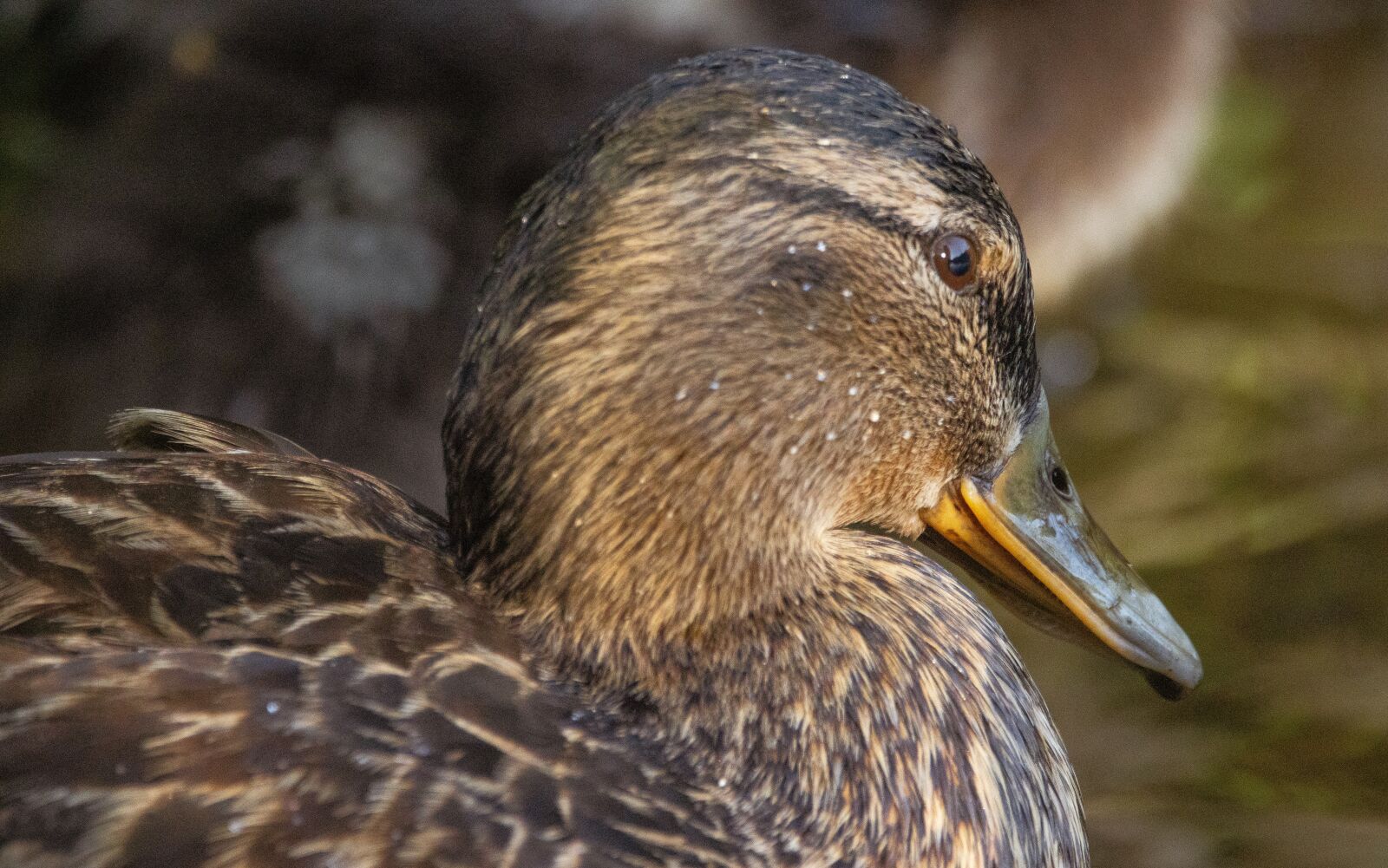 Canon EOS 90D sample photo. Duck, head, bird photography