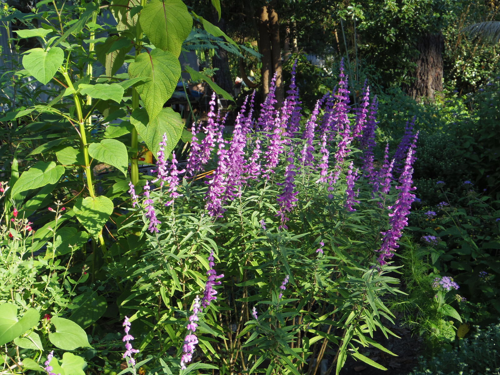 Pentax 02 Standard Zoom sample photo. Mexican, bush, sage, sage photography